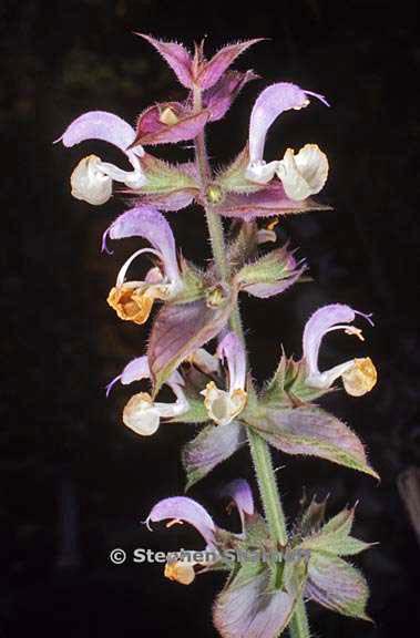 salvia sclaria 26 graphic